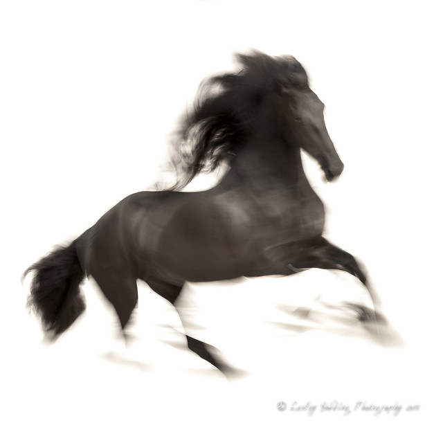 Friesian abstracted