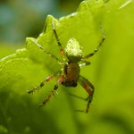 Kürbisspinne (Cucumber Green Spider, Araniella sp.), Männchen