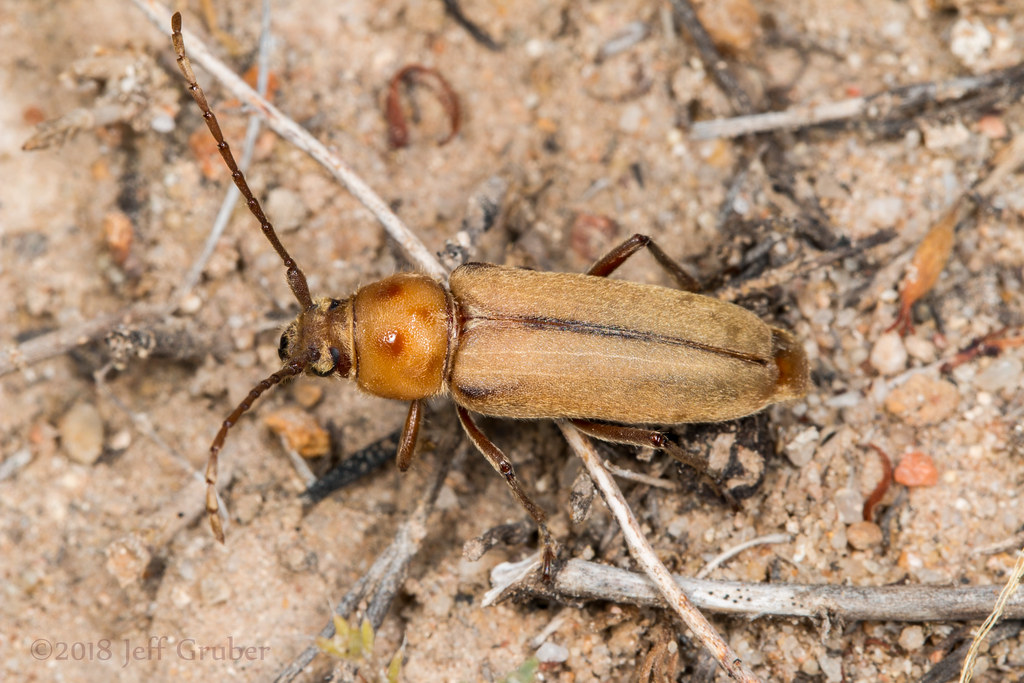 Long-horned Beetle (Crossidius humeralis)