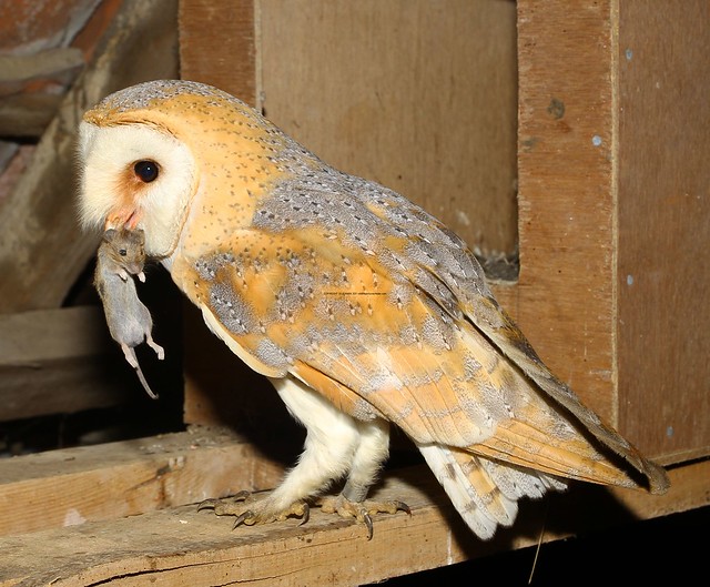 42. Barn Owl female (Tyto alba) 12.7.2018