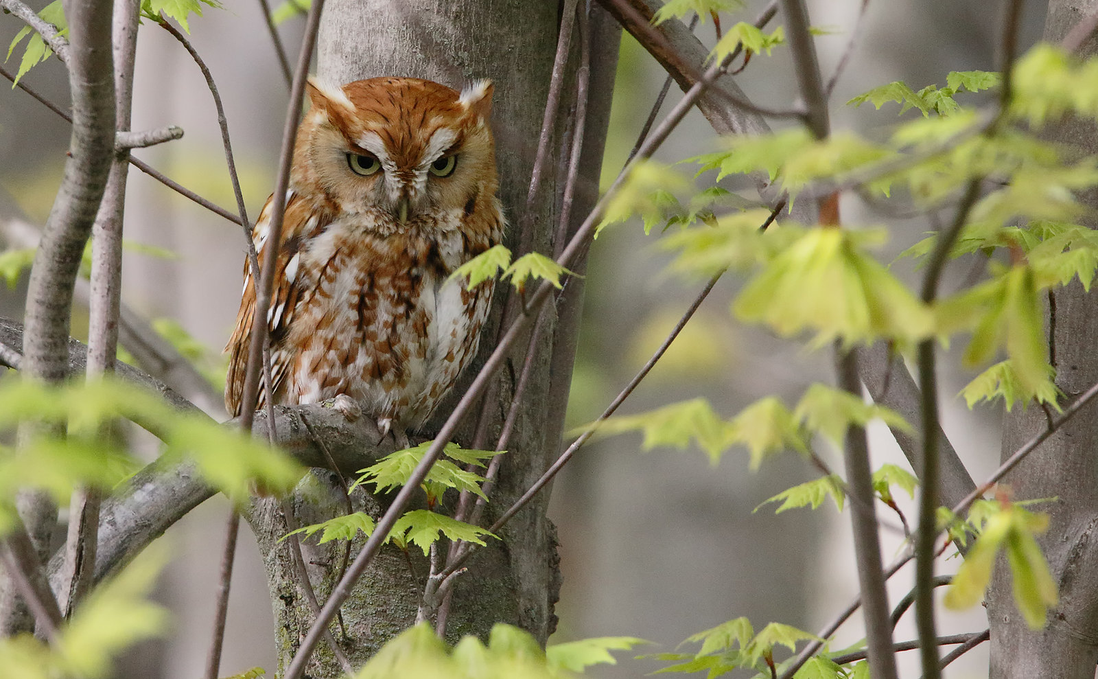Eastern Screech Owl [red phase]