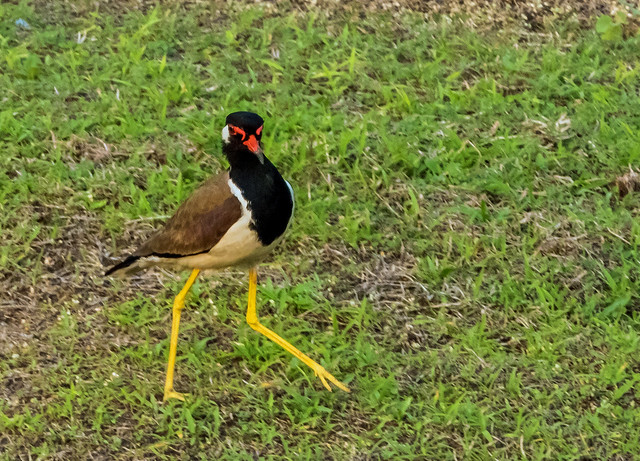 red wattled lapwing - Galle Fort, Sri Lanka