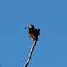 Flickr photo 'Sturnus vulgaris (Common or European Starling)' by: Arthur Chapman.