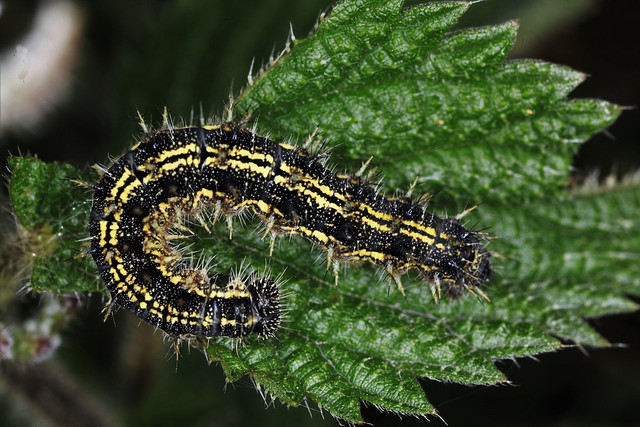 Aglais urticae (= Vanessa urticae), la vanesse de l'ortie - Chenille, caterpillar.