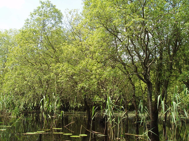Other wet woodland with willows and reeds. Photo by Micheline Sheehy Skefffington