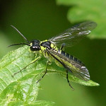 Grüne Blattwespe (Green Sawfly, Rhogogaster viridis)