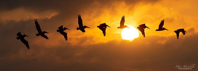 Pelican flying at Sunrise in Pea Island NWR (Outer Banks, NC)