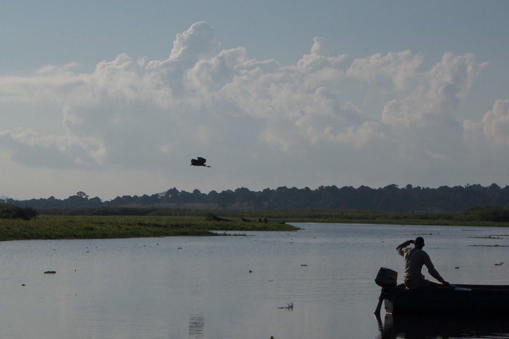 Shoebill flying over Mabamba Swamp, Uganda