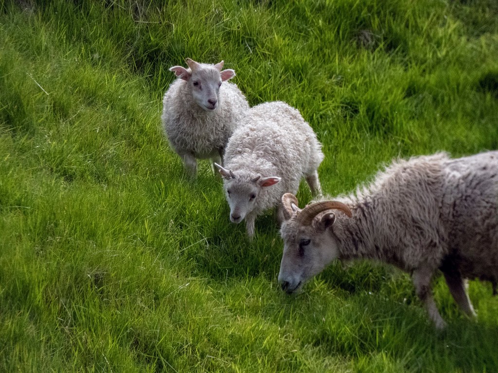 Rare & Protected Icelandic Goats