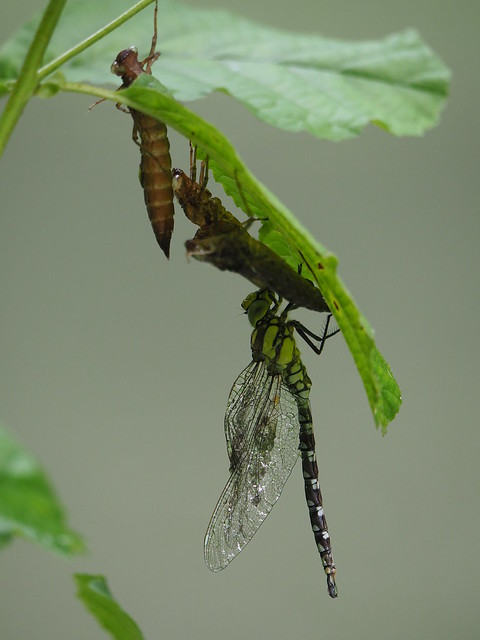 naissance libellule Aeshna cyanea