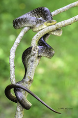 Eskulapio sugea / Culebra de esculapio / Zamenis longissimus