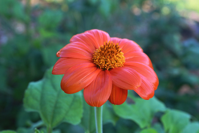 Tithonia 2018 (Mexican Sunflower) IMG_1000