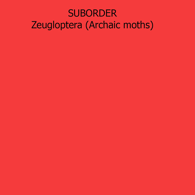 SUBORDER - ZEUGLOPTERA