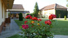 Rote Rosen im Heimathaus