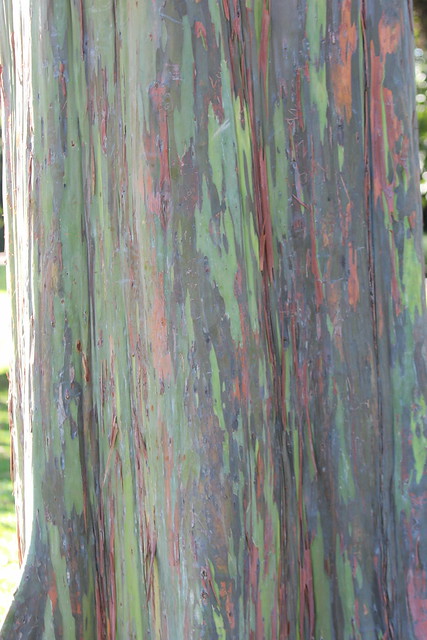 Eucalyptus deglupta (Rainbow Eucalyptus, Mindanao Gum)