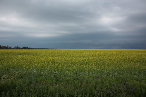 kelvingrove pei canada clouds storm field mustard sky rural