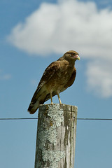 Roadside Hawk, Calera de las Huerfanas