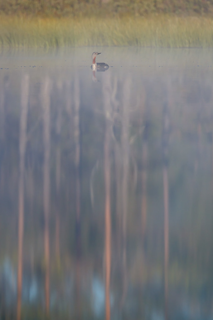 Gavia stellata | Red-throated Loon | smålom