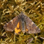 Birken-Jungfernkind (Orange Underwing, Archiearis parthenias)