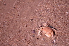 Four-toothed Shore Crab