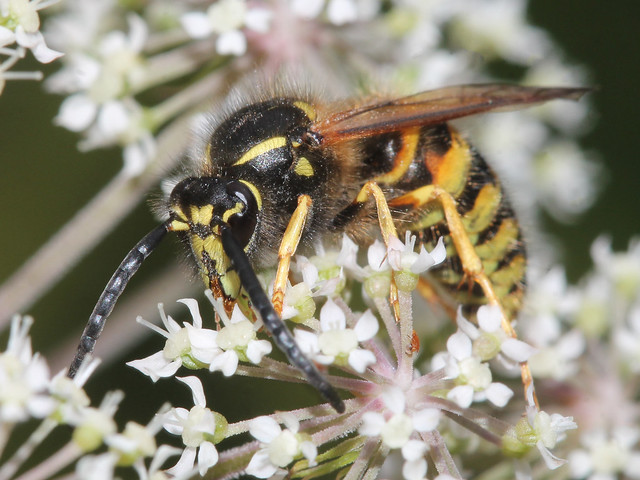 Vespinae, Dolichovespula norwegica (Norwegian wasp)