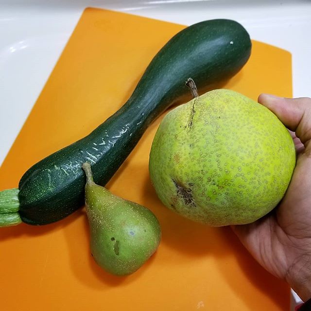 Today's harvest: a Black Beauty Zucchini, a Bosc Pear and our first Turnbull Giant Pear that I grafted onto our Bosc Pear tree. The Turnbull Giant Pear is so big and heavy and I was really excited to taste it. It tasted something like a cross between a Ba