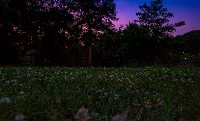 Fireflies at Shirlington Park