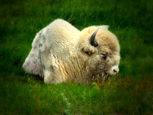 landscape rural prairie buffalo bison white grass buffalomuseum northdakota