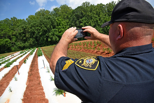 Deputy C.S. Flowers of the Rowan County Sheriff's Department takes photos of industrial hemp growing at the Piedmont Research Station outside Salisbury.