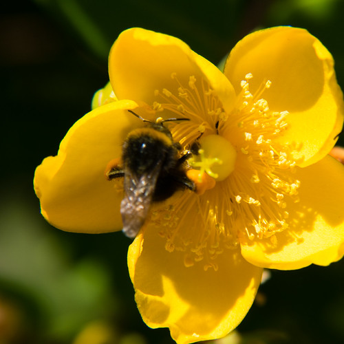 Heavy-laden visitor: bumblebee, St John's wort