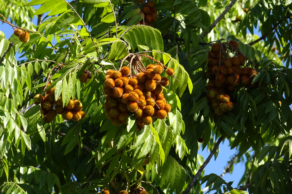 Fruiting 'Foambark' - Jagera pseudorhus