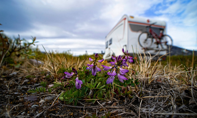 Tiny flowers of Lappland