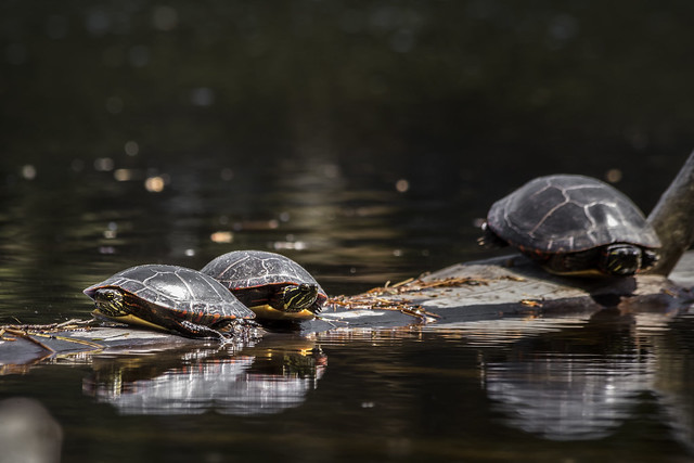 Mother Watches Over Young Painted Turtles