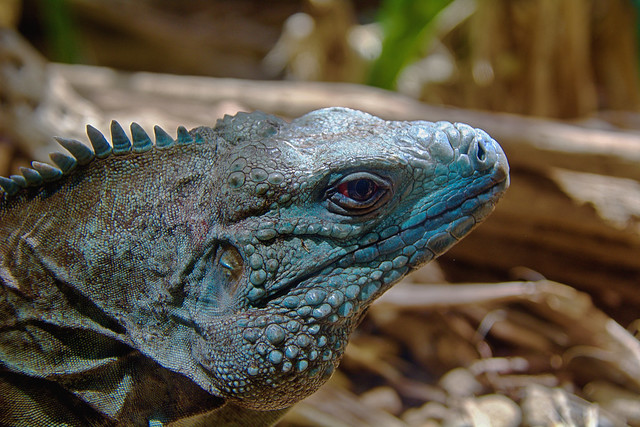 Grand Cayman Blue iguana