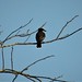 Flickr photo 'Eastern Kingbird Tyrannus tyrannus on migration' by: gailhampshire.
