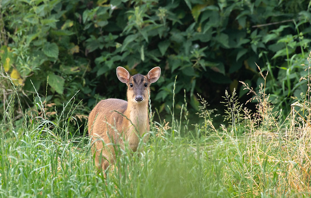 Muntjac Deer, Norfolk UK