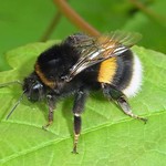 Dunkle Erdhummel (Buff-tailed Bumblebee, Bombus terrestris)
