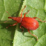 Mennigroter Ampfer-Spitzmausrüssler (Red Apion Seed Weevil, Apion frumentarium)