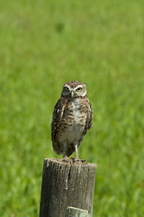 Burrowing Owl (?), Calera de las Huerfanas, Uruguay