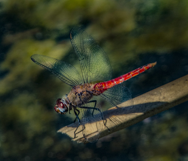 Red Dragonfly Looking Downhill