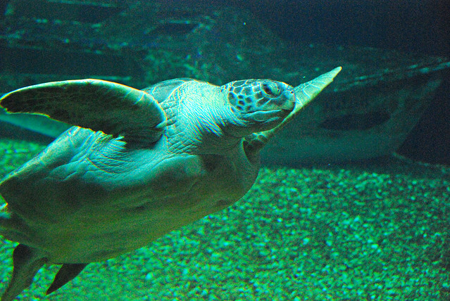 Green Turtle at Florida Aquarium