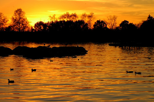 golden ending by Joits, sunset silhouette vannuys cherryblossoms balboapark lakebalboa anawesomeshot impressedbeauty socalex