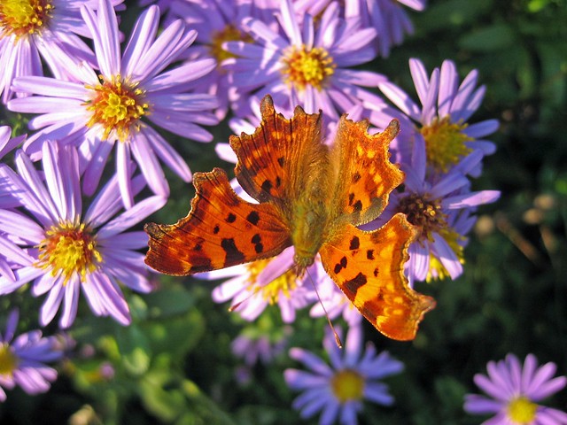 Butterflies love  the Asters