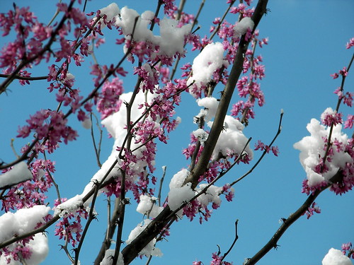 trees winter white snow virginia spring april easterweekend girlfriendshouse rhoadesville orangecountyva