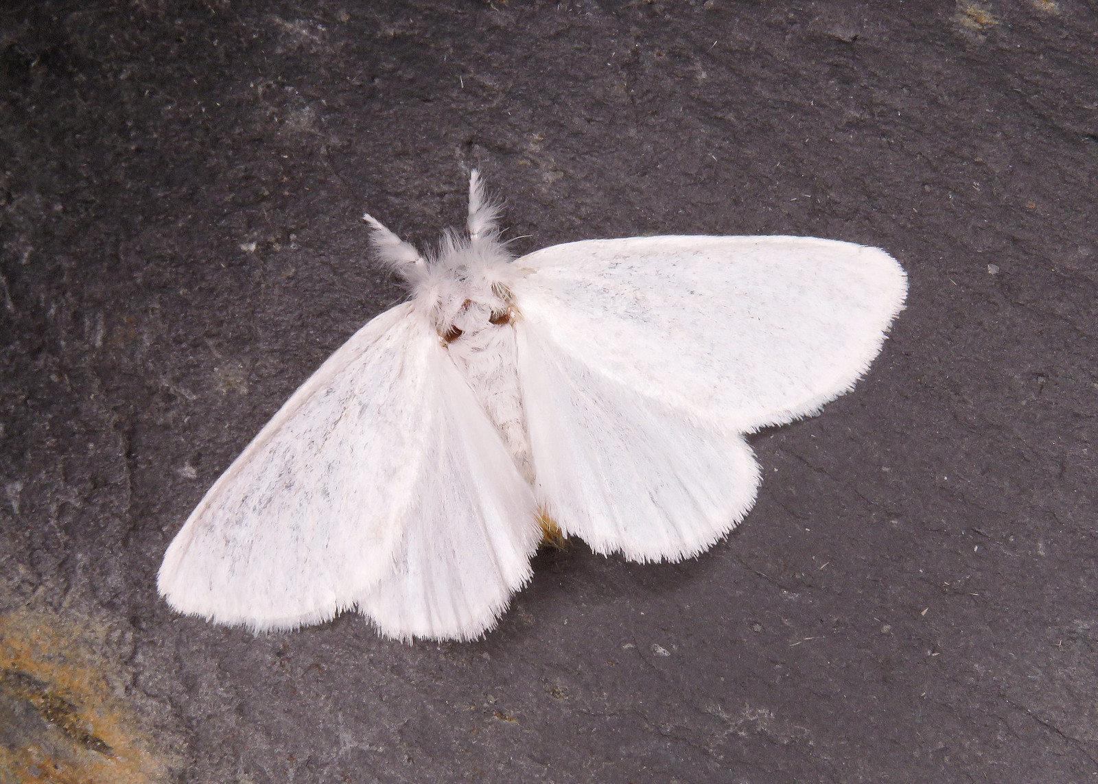 72.013 Yellow-tail - Euproctis similis