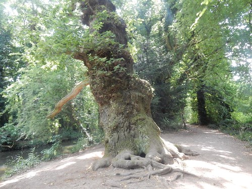 Gnarled tree Shoreham figure of 8
