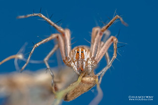Lynx spider (Oxyopes cf. jacksoni) - DSC_5900