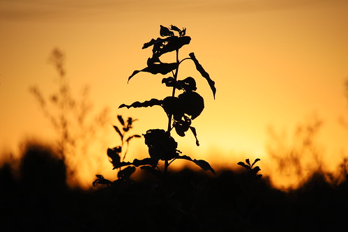 leaves blätter zweig silhouette branch sunset orange black schwarz sonnenuntergang