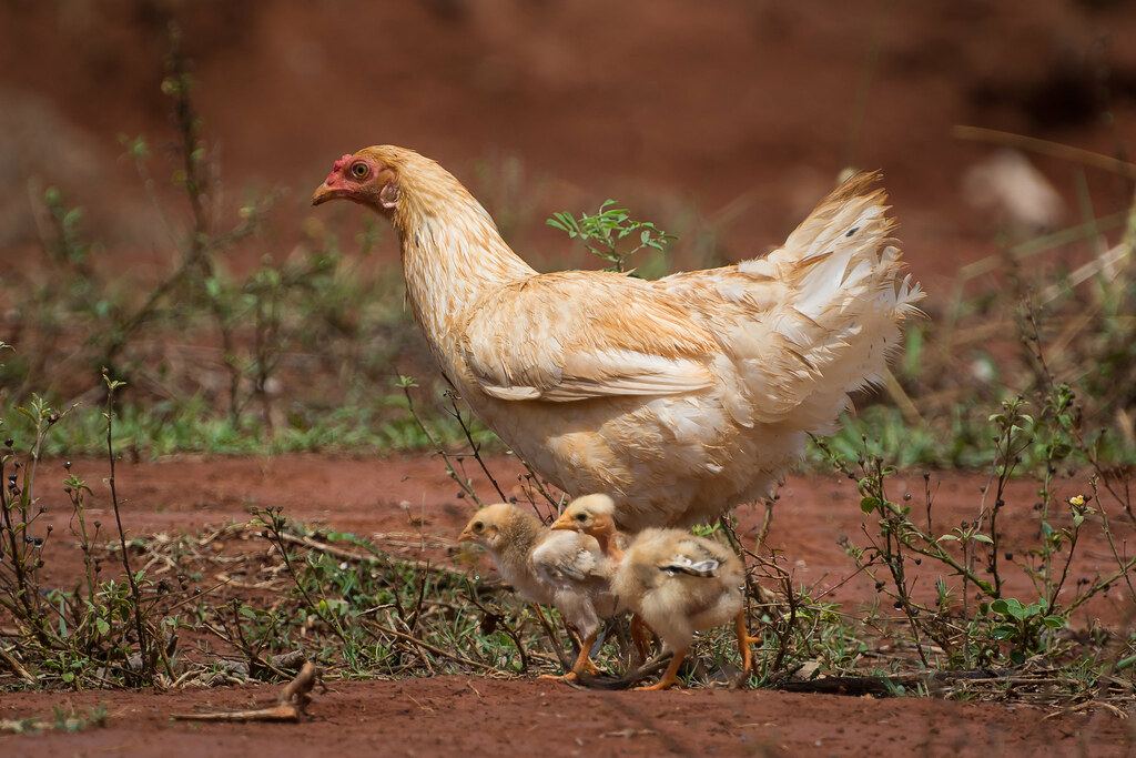 Hen with Chicks | A hen with two chicks taking a walk throug… | Flickr