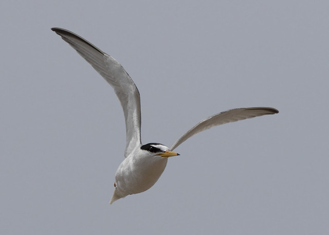 Little Tern (sternula albifrons)